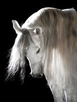 Andalusian black background