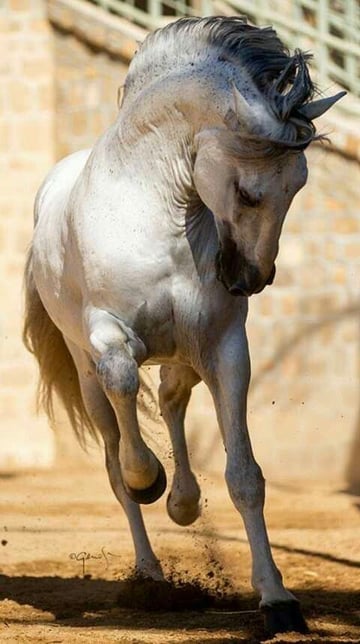 Andalusian