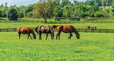Pasture perfect