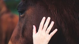 animal-eye-animal-head-animal-lover-animal-video-5206828
