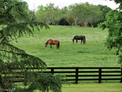 beautiful pasture