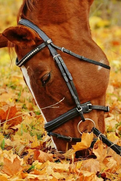 fall