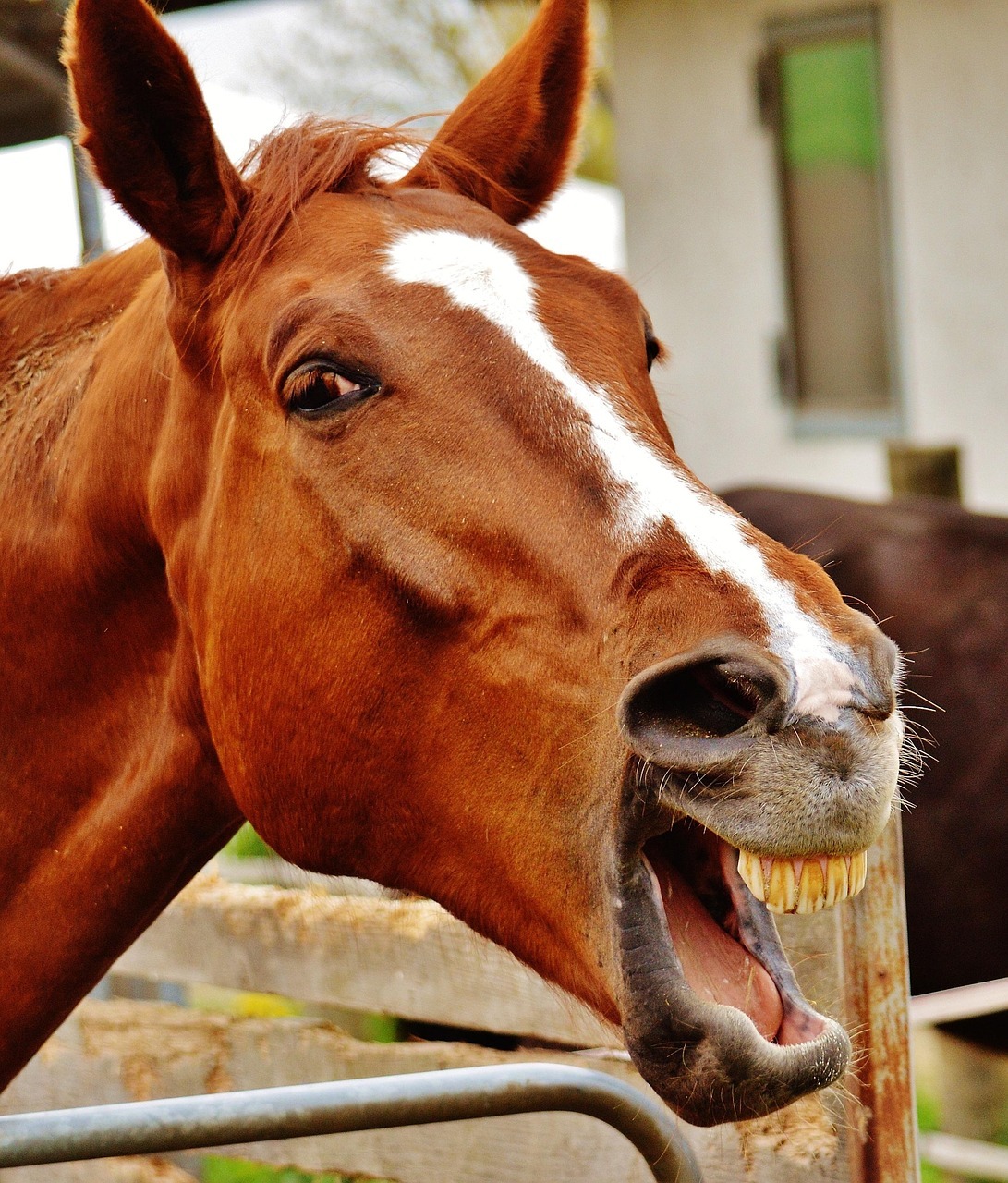 happy horse