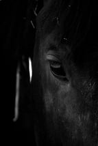 horse eye2