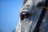 horse eye8