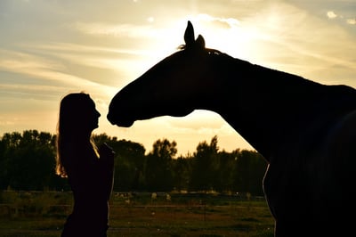 sunset horse love