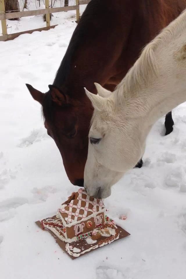 Horses gingerbread