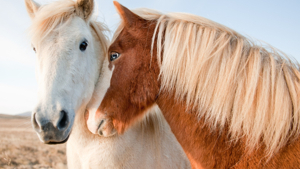 ManeAndRein Icelandic Horses